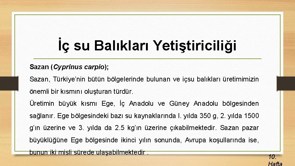 İç su Balıkları Yetiştiriciliği Sazan (Cyprinus carpio); Sazan, Türkiye’nin bütün bölgelerinde bulunan ve içsu