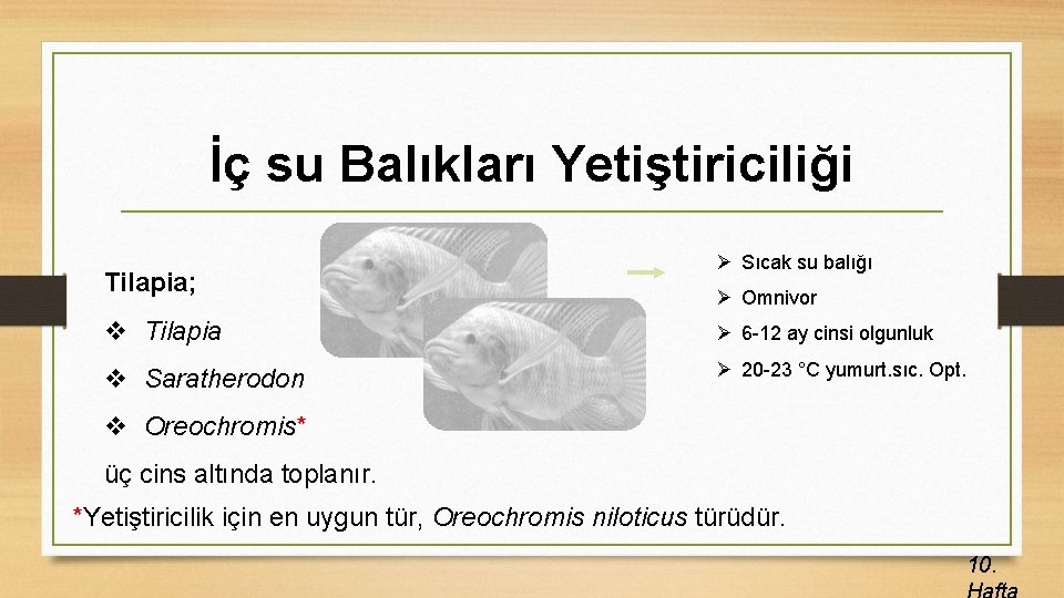 İç su Balıkları Yetiştiriciliği Tilapia; Ø Sıcak su balığı Ø Omnivor v Tilapia Ø