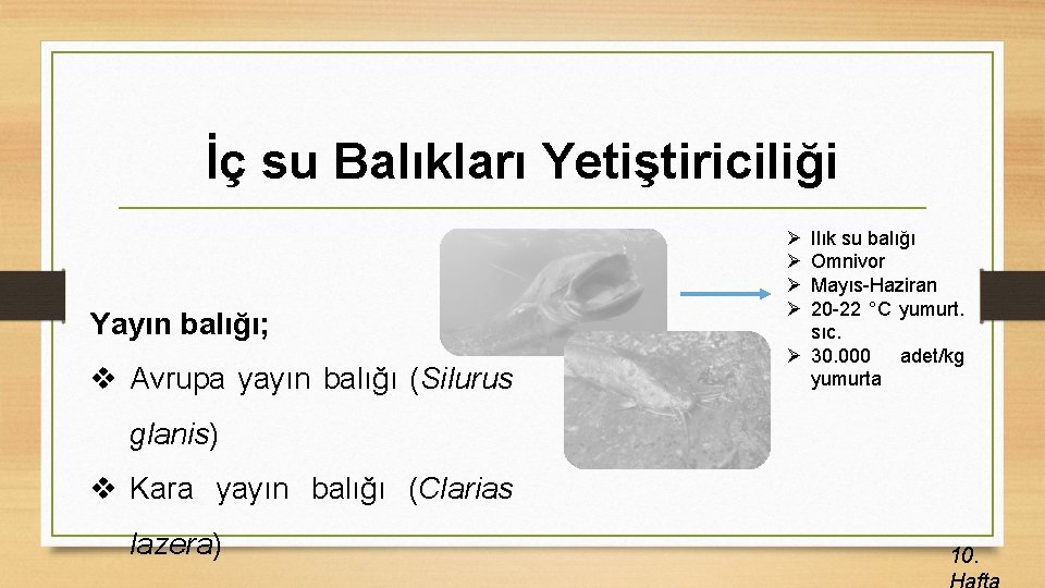 İç su Balıkları Yetiştiriciliği Yayın balığı; v Avrupa yayın balığı (Silurus Ø Ø Ilık