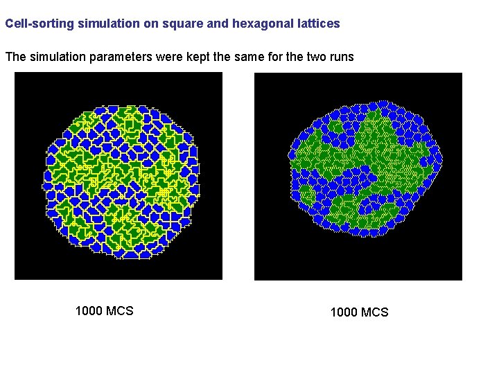 Cell-sorting simulation on square and hexagonal lattices The simulation parameters were kept the same