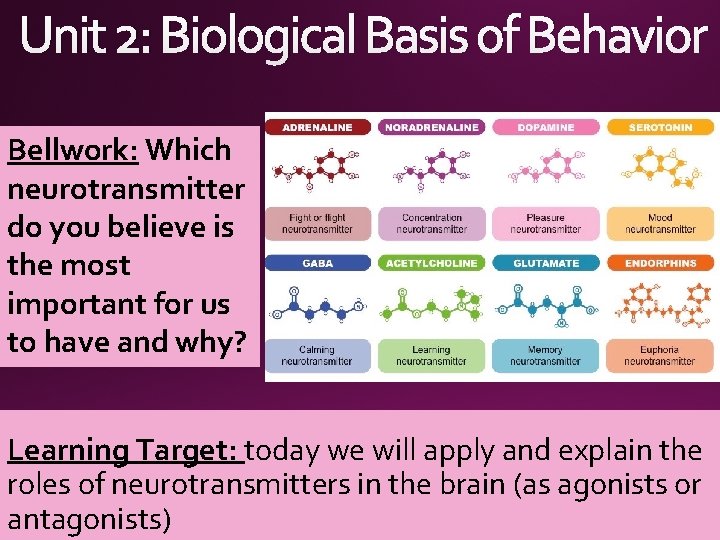 Unit 2: Biological Basis of Behavior Bellwork: Which neurotransmitter do you believe is the