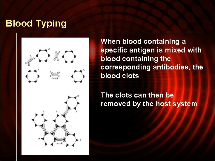 Blood Typing When blood containing a specific antigen is mixed with blood containing the