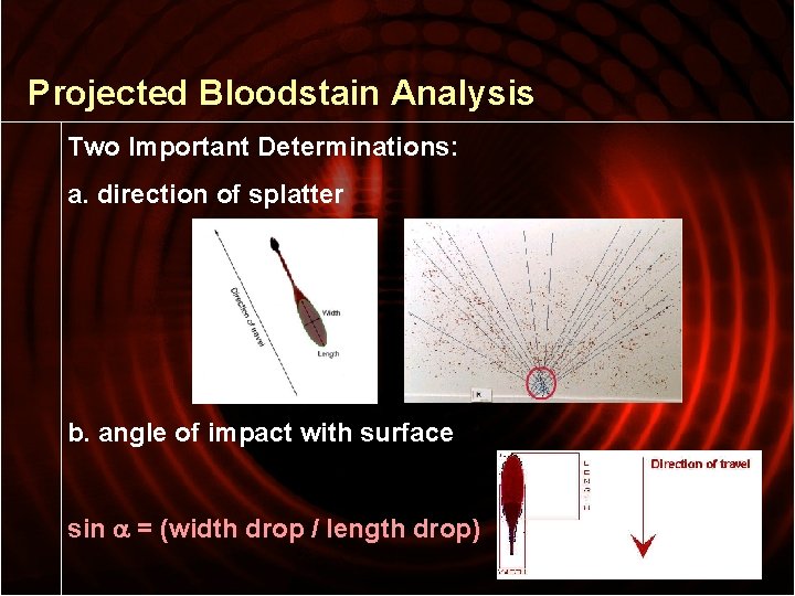 Projected Bloodstain Analysis Two Important Determinations: a. direction of splatter b. angle of impact