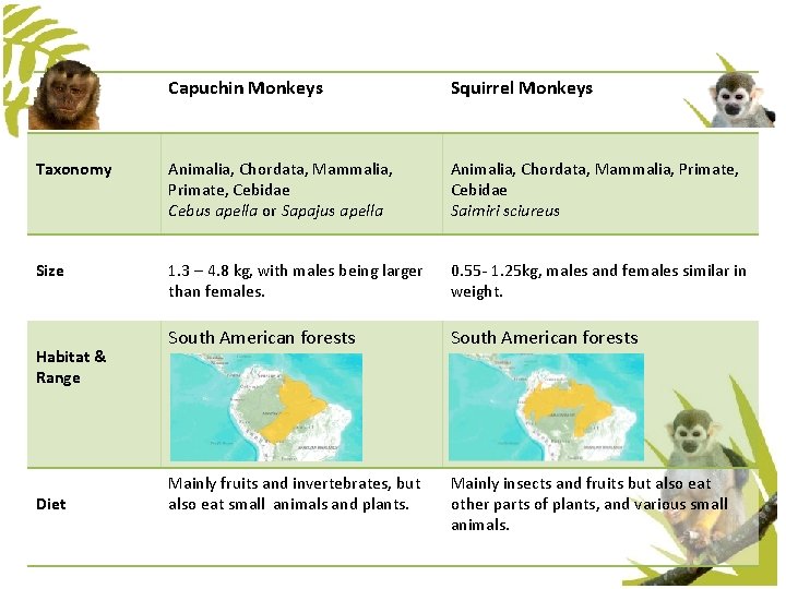 Capuchin Monkeys Squirrel Monkeys Taxonomy Animalia, Chordata, Mammalia, Primate, Cebidae Cebus apella or Sapajus Capuchin Monkeys Squirrel Monkeys Taxonomy Animalia, Chordata, Mammalia, Primate, Cebidae Cebus apella or Sapajus