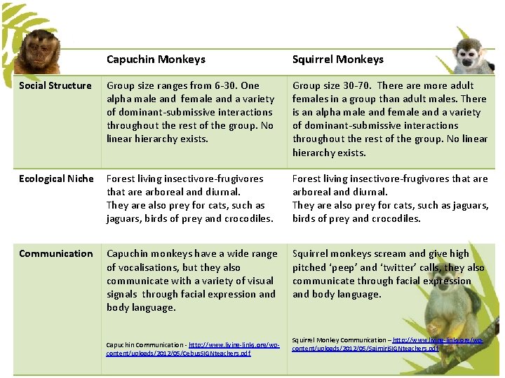 Capuchin Monkeys Squirrel Monkeys Social Structure Group size ranges from 6 -30. One alpha Capuchin Monkeys Squirrel Monkeys Social Structure Group size ranges from 6 -30. One alpha
