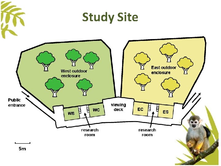 Study Site 5 m Study Site 5 m