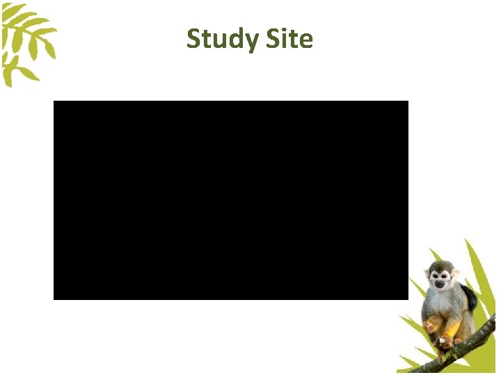 Study Site Study Site
