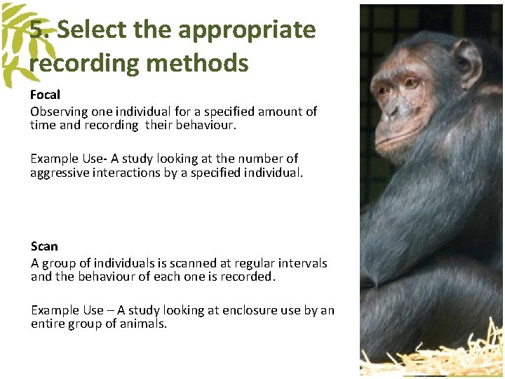 5. Select the appropriate recording methods Focal Observing one individual for a specified amount 5. Select the appropriate recording methods Focal Observing one individual for a specified amount
