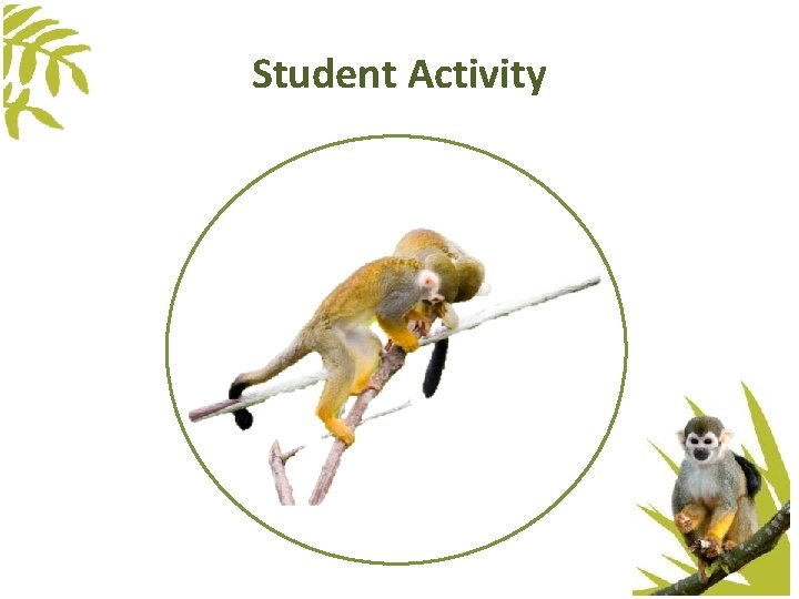 Student Activity Student Activity