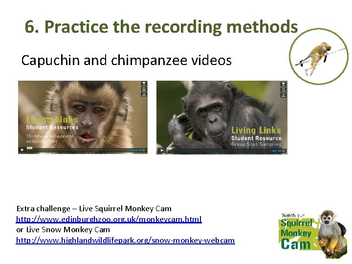6. Practice the recording methods Capuchin and chimpanzee videos Extra challenge – Live Squirrel 6. Practice the recording methods Capuchin and chimpanzee videos Extra challenge – Live Squirrel