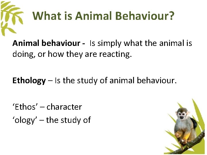 What is Animal Behaviour? Animal behaviour - Is simply what the animal is doing, What is Animal Behaviour? Animal behaviour - Is simply what the animal is doing,