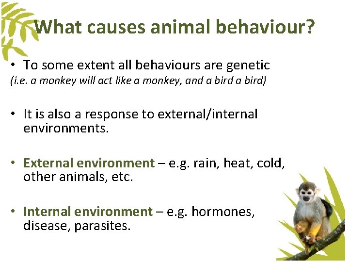 What causes animal behaviour? • To some extent all behaviours are genetic (i. e. What causes animal behaviour? • To some extent all behaviours are genetic (i. e.