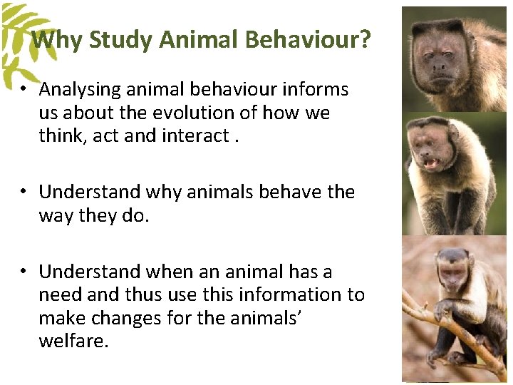 Why Study Animal Behaviour? • Analysing animal behaviour informs us about the evolution of Why Study Animal Behaviour? • Analysing animal behaviour informs us about the evolution of