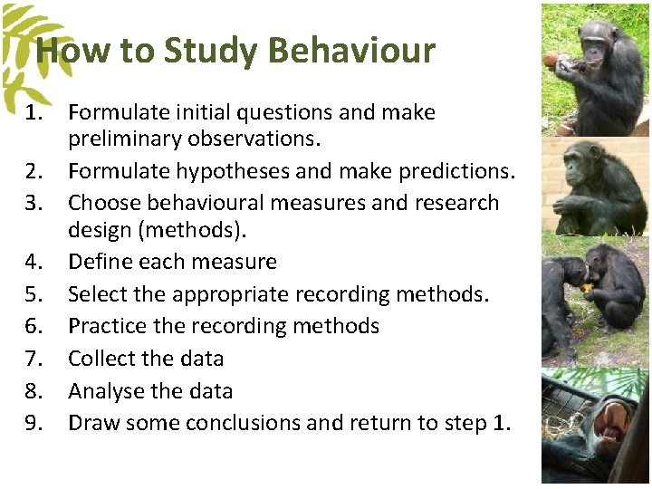 How to Study Behaviour 1. Formulate initial questions and make preliminary observations. 2. Formulate How to Study Behaviour 1. Formulate initial questions and make preliminary observations. 2. Formulate