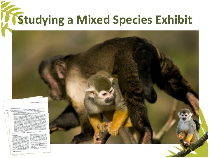 Studying a Mixed Species Exhibit Studying a Mixed Species Exhibit