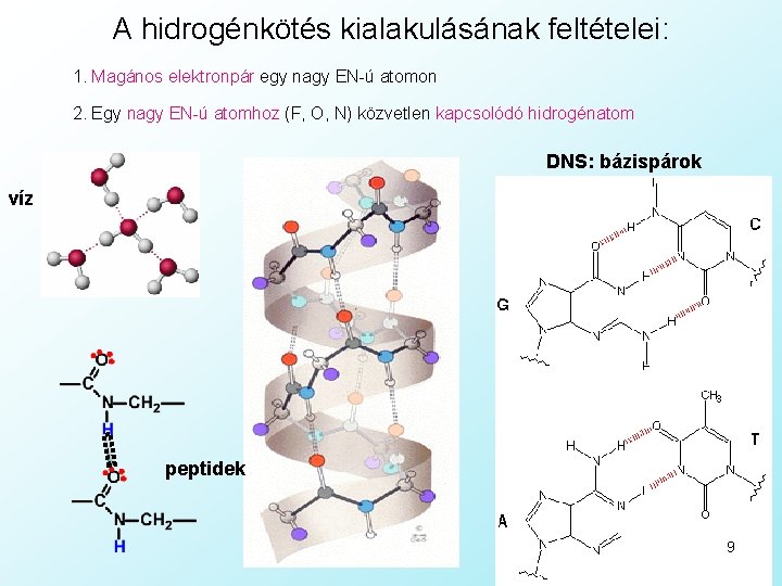 A hidrogénkötés kialakulásának feltételei: 1. Magános elektronpár egy nagy EN-ú atomon 2. Egy nagy A hidrogénkötés kialakulásának feltételei: 1. Magános elektronpár egy nagy EN-ú atomon 2. Egy nagy