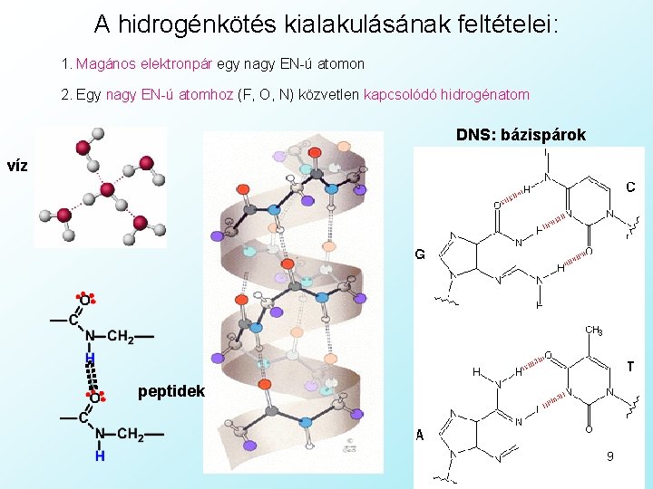 A hidrogénkötés kialakulásának feltételei: 1. Magános elektronpár egy nagy EN-ú atomon 2. Egy nagy