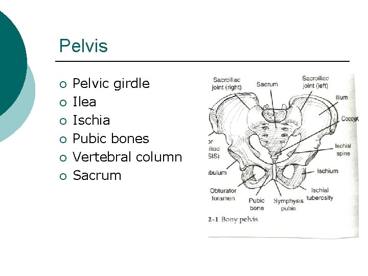 Pelvis ¡ ¡ ¡ Pelvic girdle Ilea Ischia Pubic bones Vertebral column Sacrum 