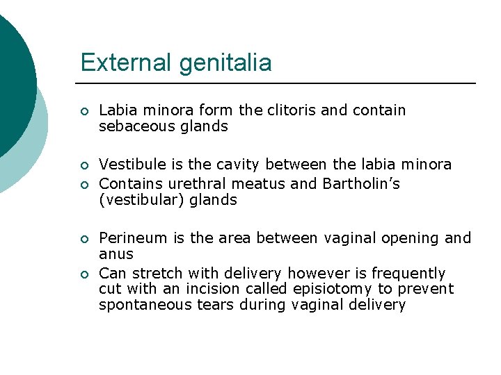 External genitalia ¡ Labia minora form the clitoris and contain sebaceous glands ¡ Vestibule