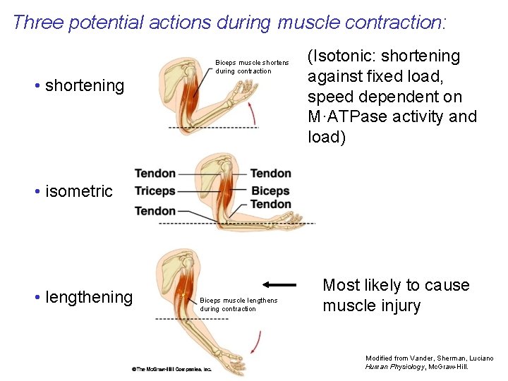 Three potential actions during muscle contraction: Biceps muscle shortens during contraction • shortening (Isotonic: