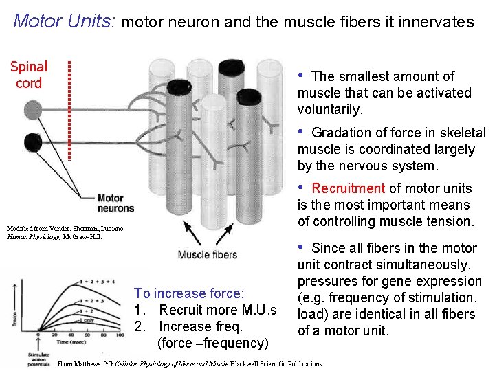 Motor Units: motor neuron and the muscle fibers it innervates Spinal cord • The