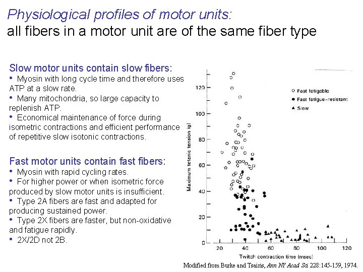 Physiological profiles of motor units: all fibers in a motor unit are of the