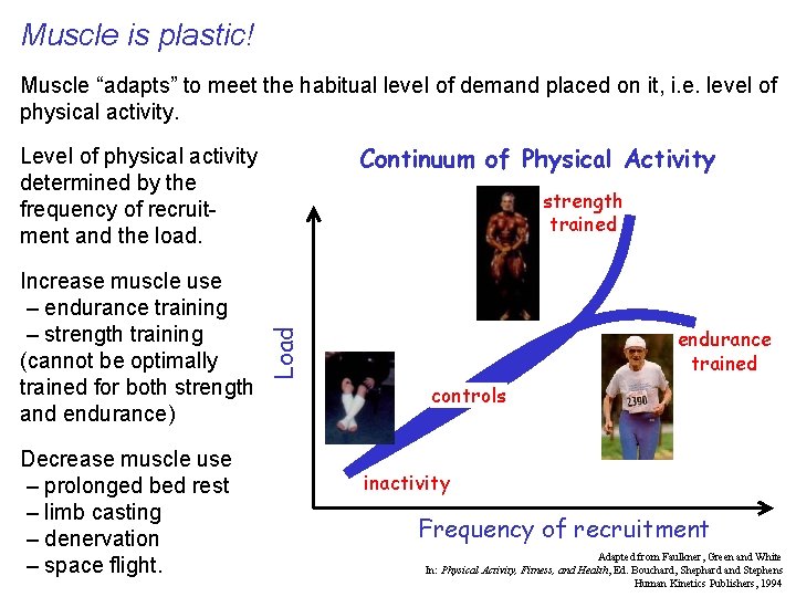 Muscle is plastic! Muscle “adapts” to meet the habitual level of demand placed on
