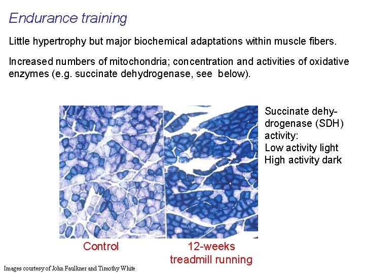 Endurance training Little hypertrophy but major biochemical adaptations within muscle fibers. Increased numbers of