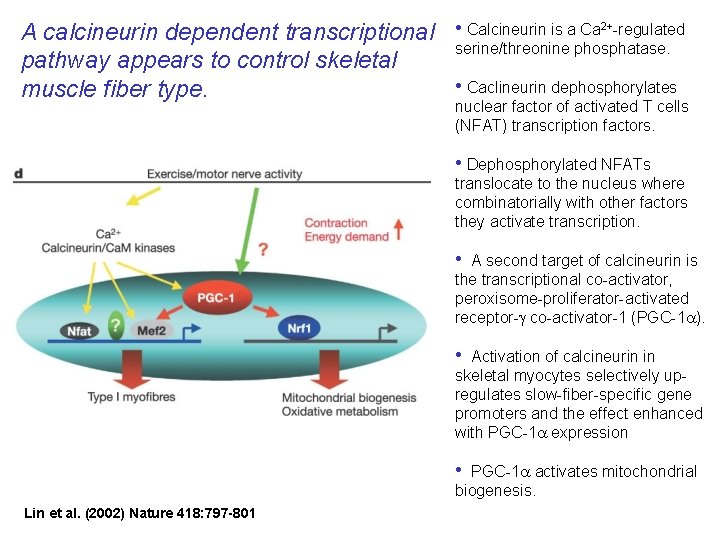 A calcineurin dependent transcriptional • Calcineurin is a Ca 2+-regulated serine/threonine phosphatase. pathway appears