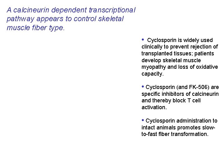 A calcineurin dependent transcriptional pathway appears to control skeletal muscle fiber type. • Cyclosporin