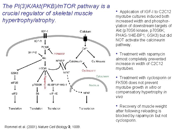 The PI(3)K/Akt(PKB)/m. TOR pathway is a crucial regulator of skeletal muscle hypertrophy/atrophy. • Application