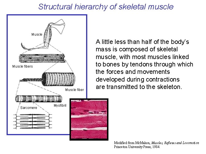 Structural hierarchy of skeletal muscle Muscle fibers Muscle fiber Sarcomere A little less than