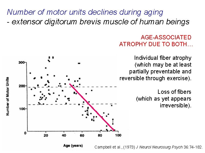 Number of motor units declines during aging - extensor digitorum brevis muscle of human