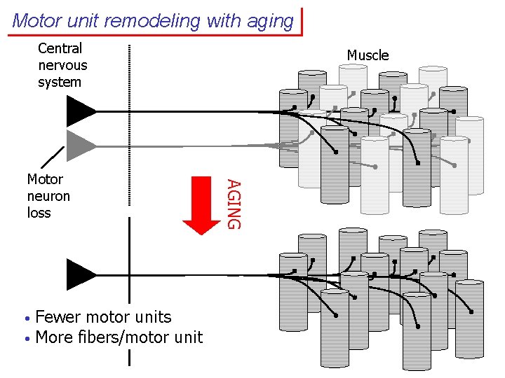 Motor unit remodeling with aging Central nervous system • • Fewer motor units More