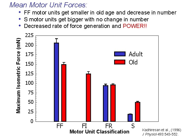 Maximum Isometric Force (m. N) Mean Motor Unit Forces: • FF motor units get