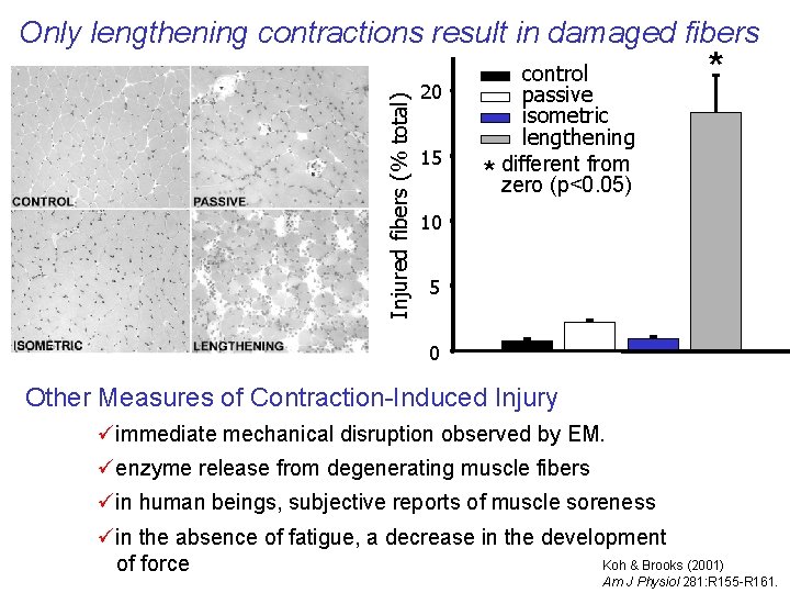 Injured fibers (% total) Only lengthening contractions result in damaged fibers 20 15 control
