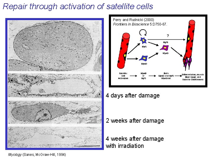Repair through activation of satellite cells Perry and Rudnicki (2000) Frontiers in Bioscience 5: