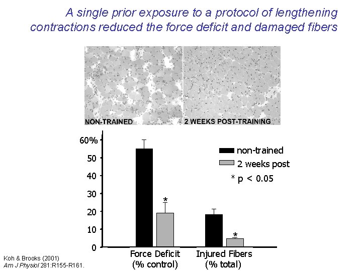 A single prior exposure to a protocol of lengthening contractions reduced the force deficit