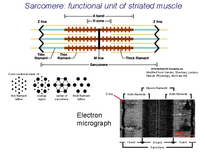 Sarcomere: functional unit of striated muscle Modified from Vander, Sherman, Luciano Human Physiology, Mc.