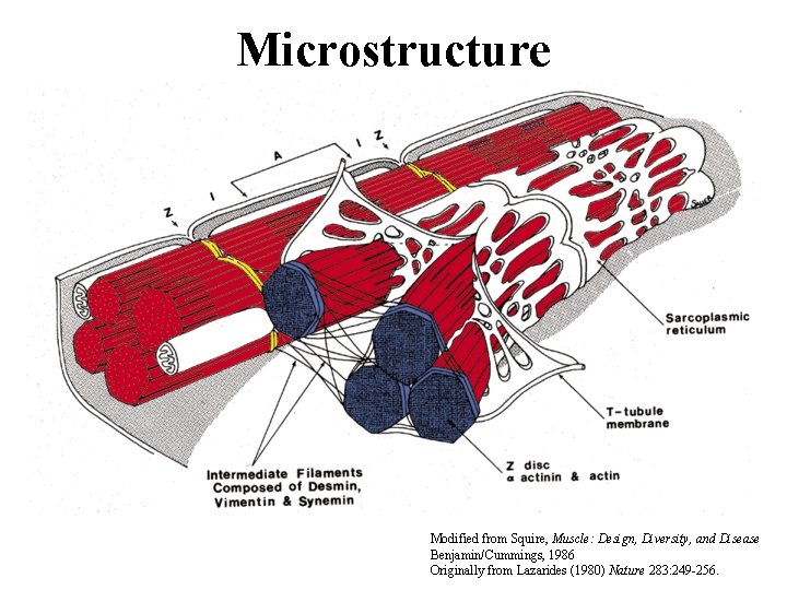 Microstructure Modified from Squire, Muscle: Design, Diversity, and Disease Benjamin/Cummings, 1986 Originally from Lazarides