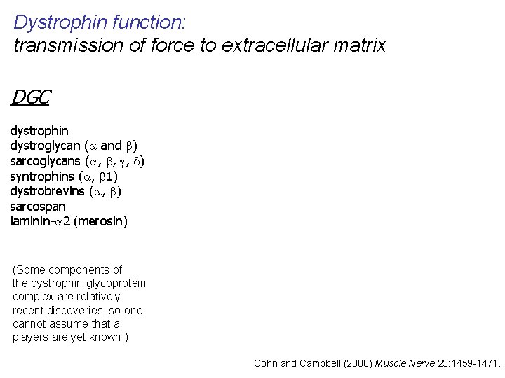 Dystrophin function: transmission of force to extracellular matrix DGC dystrophin dystroglycan (a and b)