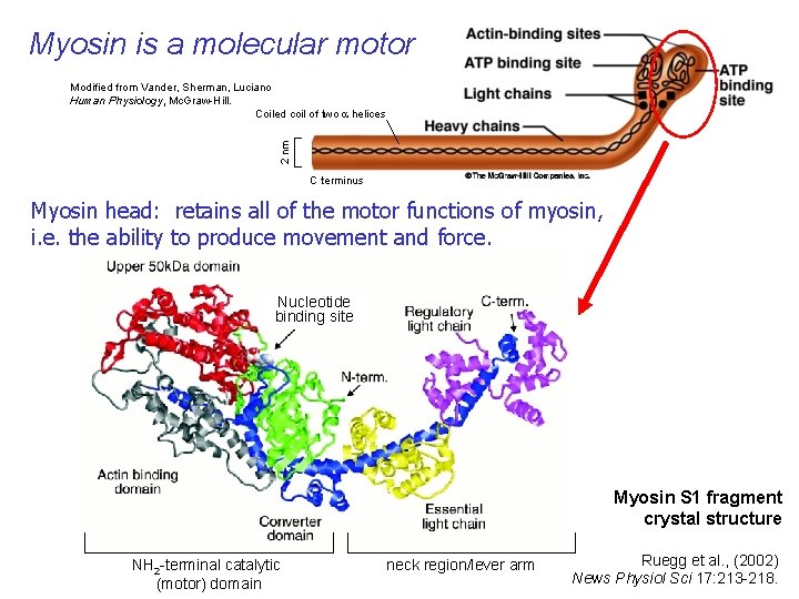 Myosin is a molecular motor 2 nm Modified from Vander, Sherman, Luciano Human Physiology,