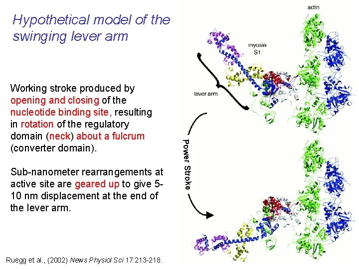 Hypothetical model of the swinging lever arm Sub-nanometer rearrangements at active site are geared