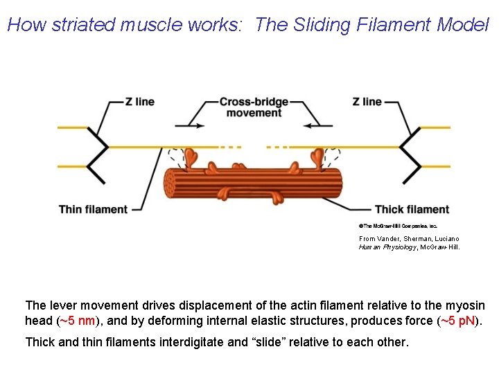 How striated muscle works: The Sliding Filament Model From Vander, Sherman, Luciano Human Physiology,