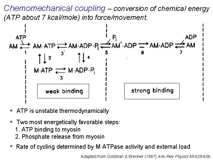 Chemomechanical coupling – conversion of chemical energy (ATP about 7 kcal/mole) into force/movement. •