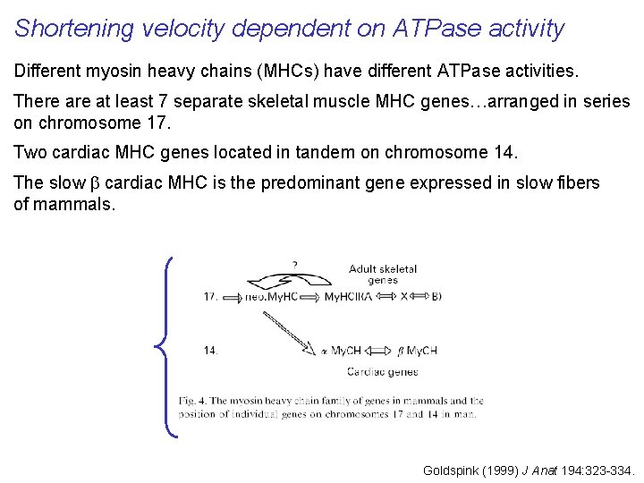 Shortening velocity dependent on ATPase activity Different myosin heavy chains (MHCs) have different ATPase