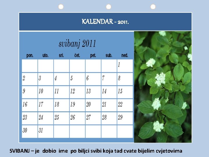 KALENDAR - 2011. SVIBANJ – je dobio ime po biljci svibi koja tad cvate