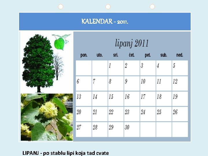 KALENDAR - 2011. LIPANJ - po stablu lipi koja tad cvate 