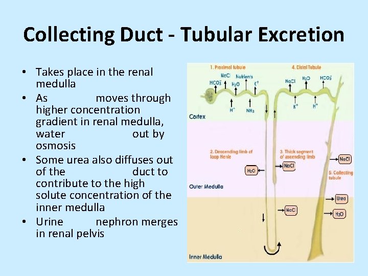 Collecting Duct - Tubular Excretion • Takes place in the renal medulla • As