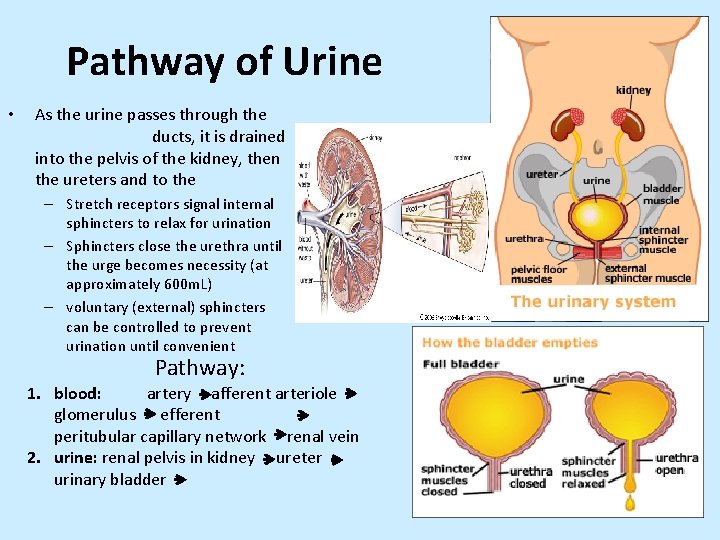 Pathway of Urine • As the urine passes through the ducts, it is drained